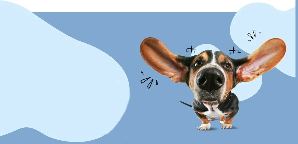 Kutyatápok érzékeny kutyáknak