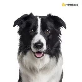 Kutya 